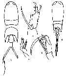 Espèce Corycaeus (Corycaeus) speciosus - Planche 21 de figures morphologiques