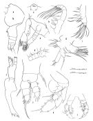 Espèce Euaugaptilus rectus - Planche 1 de figures morphologiques