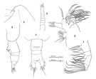 Espèce Euaugaptilus squamatus - Planche 1 de figures morphologiques