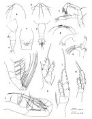 Espèce Euaugaptilus sublongiseta - Planche 1 de figures morphologiques