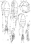 Family Metridinidae - Plate 4