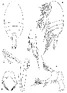 Family Mesaiokeratidae - Plate 3