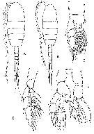 Family Lucicutiidae - Plate 2