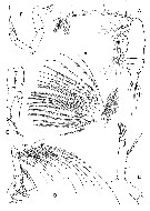 Family Eucalanidae - Plate 2
