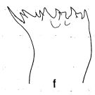 Espèce Euaugaptilus indicus - Planche 2 de figures morphologiques