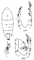 Espèce Calanopia elliptica - Planche 16 de figures morphologiques