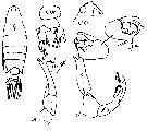Espèce Labidocera acutifrons - Planche 19 de figures morphologiques