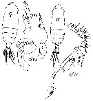 Species Pontella gaboonensis - Plate 7 of morphological figures