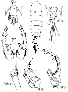 Species Pontellopsis villosa - Plate 17 of morphological figures