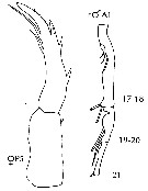 Espèce Candacia simplex - Planche 15 de figures morphologiques