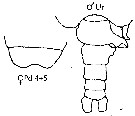 Espèce Candacia elongata - Planche 9 de figures morphologiques
