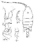 Espèce Candacia armata - Planche 11 de figures morphologiques