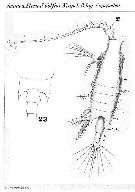 Espèce Candacia varicans - Planche 7 de figures morphologiques