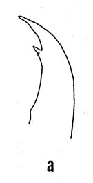 Espèce Euaugaptilus hecticus - Planche 3 de figures morphologiques