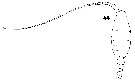 Espèce Heterostylites longicornis - Planche 21 de figures morphologiques