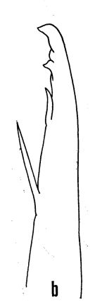 Espèce Euaugaptilus filigerus - Planche 4 de figures morphologiques