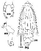 Espèce Epilabidocera longipedata - Planche 12 de figures morphologiques