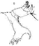 Espèce Pseudhaloptilus pacificus - Planche 8 de figures morphologiques