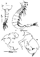 Species Pseudodiaptomus tollingerae - Plate 7 of morphological figures