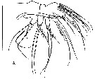 Species Microcalanus pygmaeus - Plate 12 of morphological figures