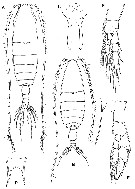 Family Megacalanidae - Plate 2