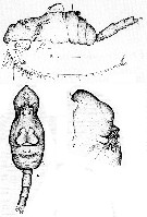 Genre Pterochirella - Planche 1