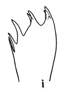 Espèce Euaugaptilus mixtus - Planche 2 de figures morphologiques