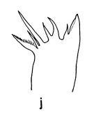 Espèce Euaugaptilus longimanus - Planche 4 de figures morphologiques