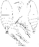 Genre Phaennocalanus - Planche 1