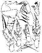 Espèce Archescolecithrix auropecten - Planche 17 de figures morphologiques