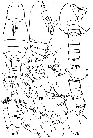 Species Archescolecithrix auropecten - Plate 18 of morphological figures