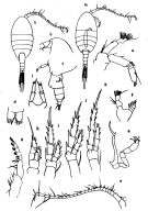 Espèce Stephos tsuyazakiensis - Planche 1 de figures morphologiques