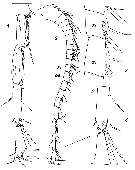 Species Metridia lucens - Plate 26 of morphological figures