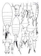 Species Centropages brevifurcus - Plate 1 of morphological figures