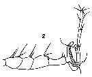 Species Labidocera aestiva - Plate 8 of morphological figures