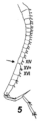 Espce Temoropia setosa - Planche 3 de figures morphologiques