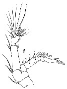 Species Bradycalanus typicus - Plate 10 of morphological figures