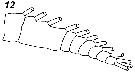 Espèce Rhincalanus nasutus - Planche 30 de figures morphologiques