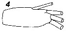 Espce Ctenocalanus heronae - Planche 6 de figures morphologiques