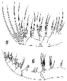 Espèce Euaugaptilus maxillaris - Planche 8 de figures morphologiques