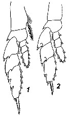 Species Bathycalanus richardi - Plate 11 of morphological figures