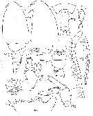 Espèce Calanus sinicus - Planche 20 de figures morphologiques