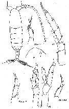 Species Neocalanus cristatus - Plate 17 of morphological figures