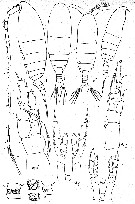Species Mesocalanus tenuicornis - Plate 19 of morphological figures