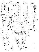 Espèce Mesocalanus lighti - Planche 4 de figures morphologiques