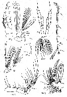 Species Mesocalanus lighti - Plate 5 of morphological figures