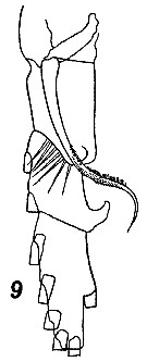 Espèce Neocalanus gracilis - Planche 45 de figures morphologiques
