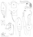 Species Scottocalanus thori - Plate 2 of morphological figures