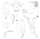 Espèce Scottocalanus terranovae - Planche 2 de figures morphologiques