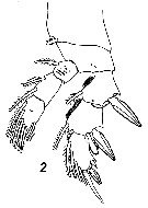 Species Pseudocyclops lakshmi - Plate 8 of morphological figures